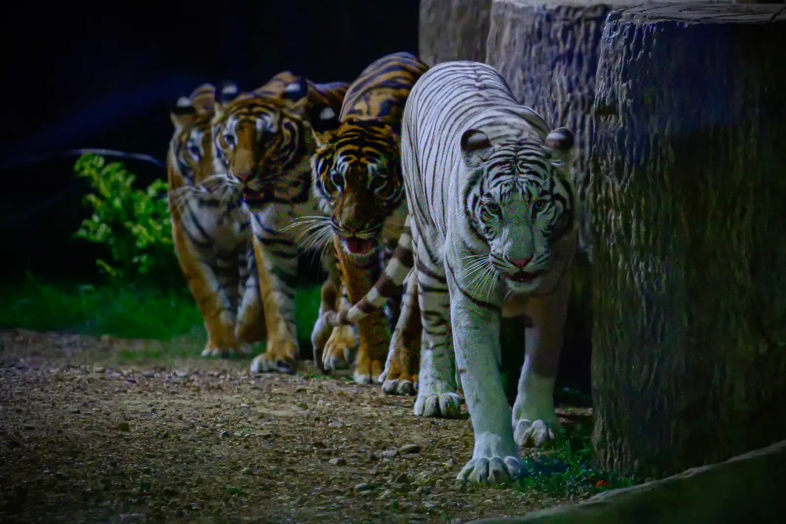 Three tigers, one white, walking together at night beside rocks