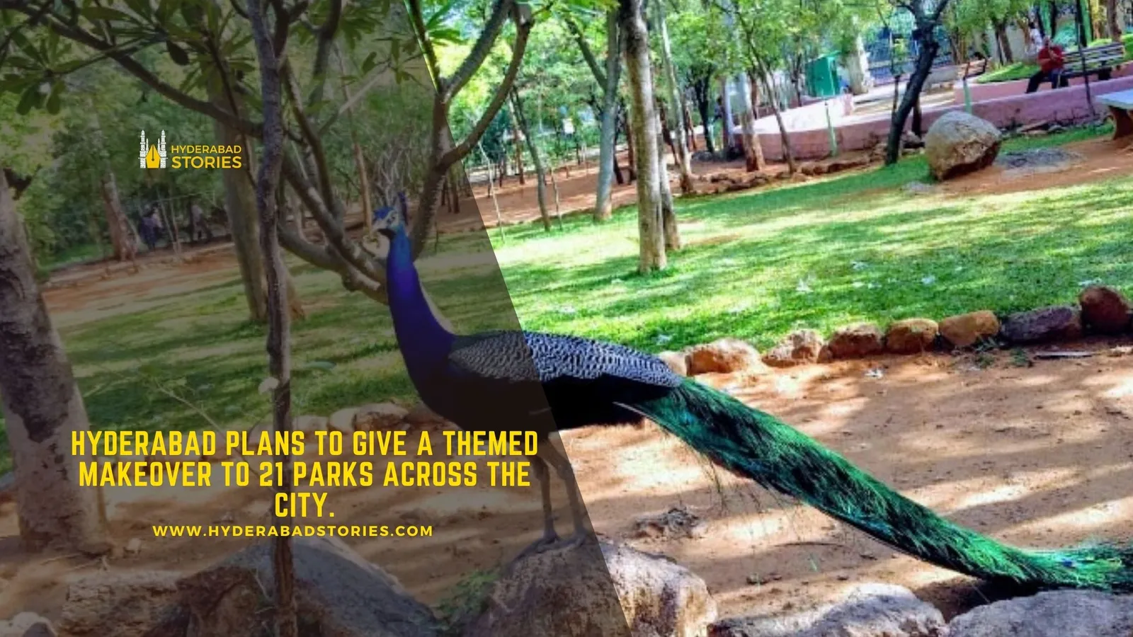 Peacock with its tail trailing on a sunlit path in a wooded park