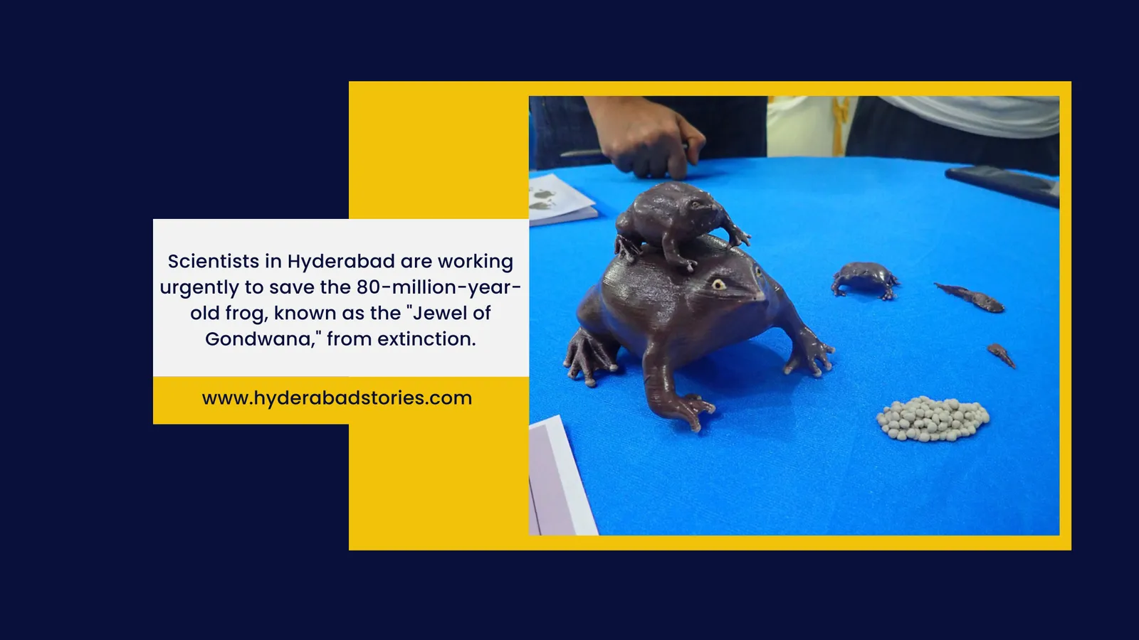 Graphic showing a small dark frog specimen on a blue surface