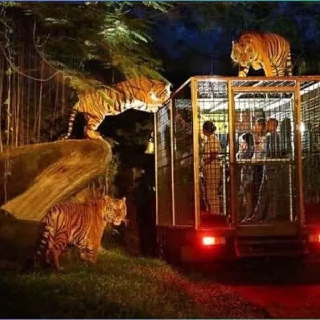 Visitors in a caged vehicle viewing tigers in a night enclosure