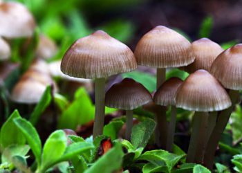 Mushroom-based food supplement to boost immunity and check Covid