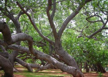 Great banyan tree
