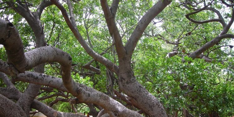 Great banyan tree