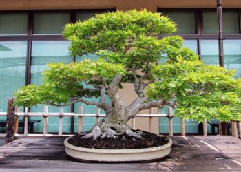 Bonsai tree