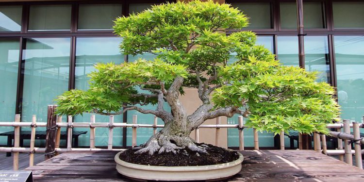 Bonsai tree