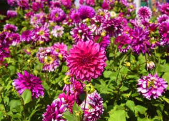 Hyderabad: Nursery Mela ends on colourful note