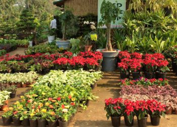 Ameerpet Central Nursery helps keep Hyderabad green