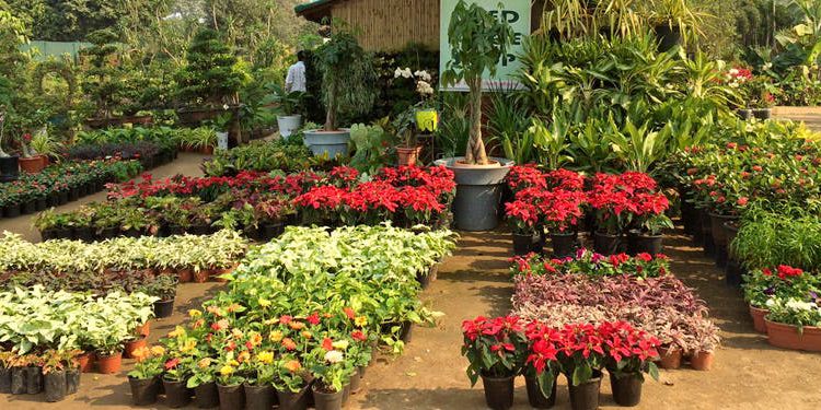 Ameerpet Central Nursery helps keep Hyderabad green
