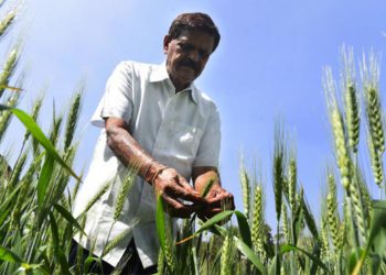 This Hyderabad farmer has won a patent for Vitamin D-enriched rice and wheat