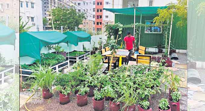 Hyderabad-based Home crop promoting ‘Urban Farming’