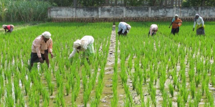 Nabard sanctions Rs 9cr for agri varsity’s hub