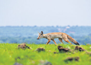 Young photographers join hands to create awareness on Telangana’s grasslands