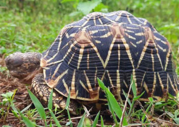 OU research report proves Telangana is home to rich diversity of amphibians and reptiles