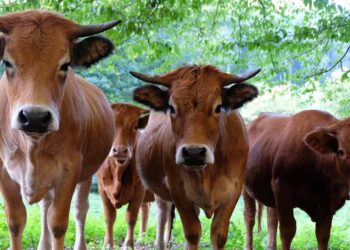 Think global and come with world-class products: KTR to students