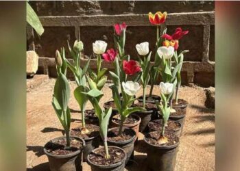 More tulip bulbs in Hyderabad parks