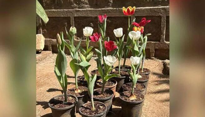 More tulip bulbs in Hyderabad parks