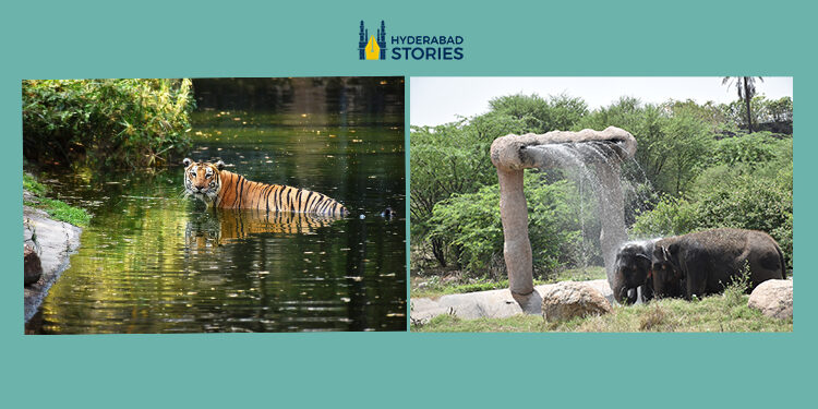 Hyderabad’s zoo has taken steps to address the challenges of high summer temperatures.