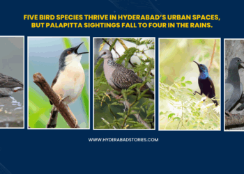 Survey reveals five bird species thriving in Hyderabad’s urban spaces, but ‘palapitta’ sightings drop to just four during the rains.
