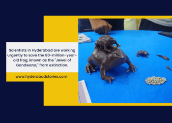 Hyderabad scientists race to save 80-million-year-old frog ‘Jewel of Gondwana’ from extinction