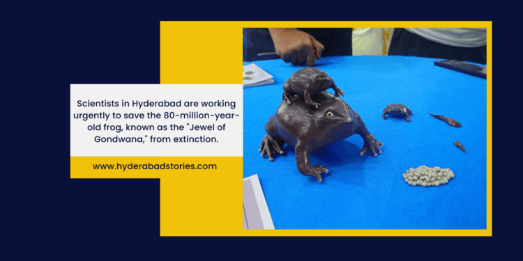 Hyderabad scientists race to save 80-million-year-old frog ‘Jewel of Gondwana’ from extinction