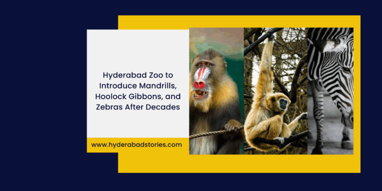 Hyderabad Zoo to Introduce Mandrills, Hoolock Gibbons, and Zebras After Decades