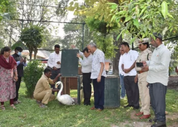 Grace on the Water: Hyderabad Zoo Welcomes Two New White Swans