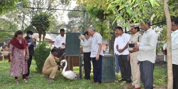 Grace on the Water: Hyderabad Zoo Welcomes Two New White Swans