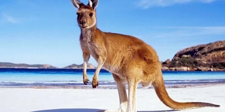 Kangaroos set to thrill Hyderabad Zoo visitors soon.