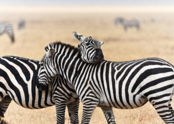 Hyderabad Zoo set to welcome two more zebras from Vantara, expanding its striped residents.
