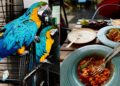 Beyond the Biryani: The Jubilee Hills Oasis Where You Can Dine With Exotic Birds