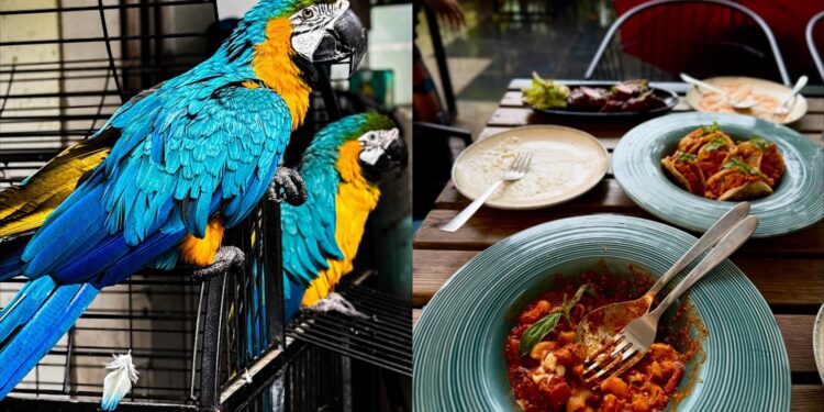 Beyond the Biryani: The Jubilee Hills Oasis Where You Can Dine With Exotic Birds