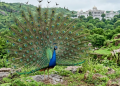 Where History Meets the Wild: The Monsoon Peacocks of Falaknuma