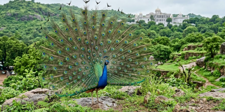 Where History Meets the Wild: The Monsoon Peacocks of Falaknuma