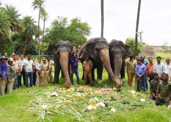 A Walk with Giants: How Hyderabad’s Nehru Zoo Celebrated World Elephant Day
