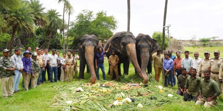 A Walk with Giants: How Hyderabad’s Nehru Zoo Celebrated World Elephant Day